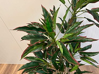 Red side rodhea kunstplant (160cm hoog) - afbeelding 9 van  9