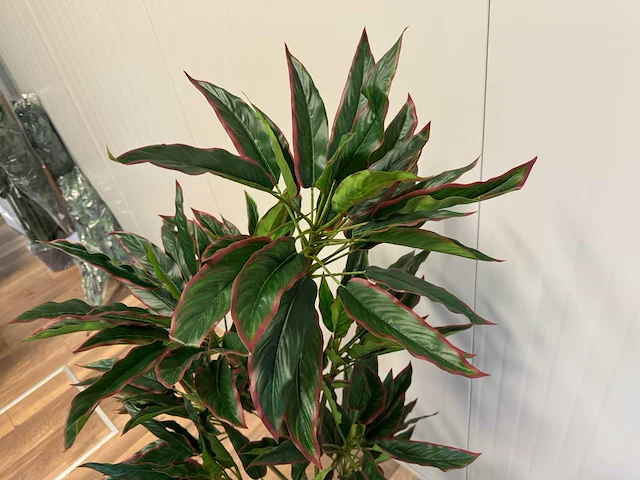 Red side rodhea kunstplant (160cm hoog) - afbeelding 2 van  14