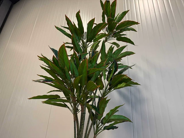 Red side rodhea kunstplant (160cm hoog) - afbeelding 11 van  14