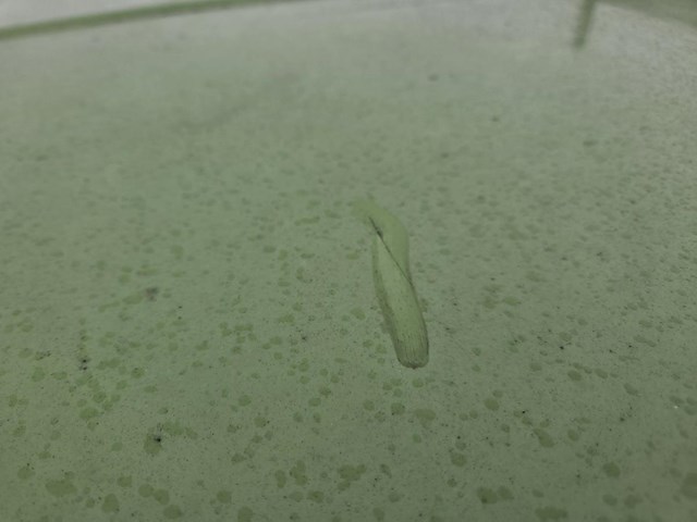 Renault twingo 1.2i hello, 2004 - afbeelding 33 van  40