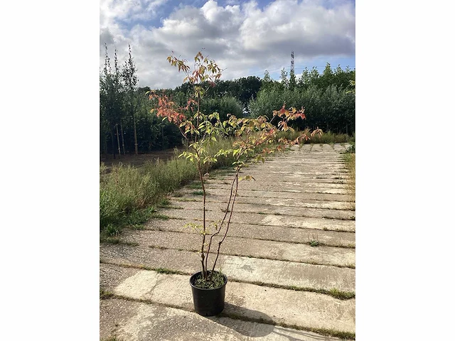 Reuze kornoelje - meerstammige boom - afbeelding 1 van  2