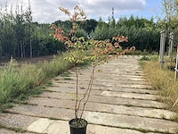 Reuze kornoelje - meerstammige boom