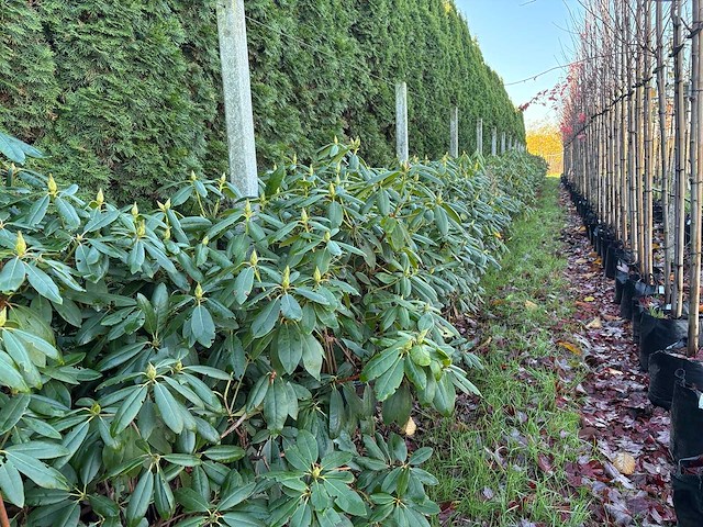 Rhododendron - groenblijvende boom (3x) - afbeelding 1 van  2