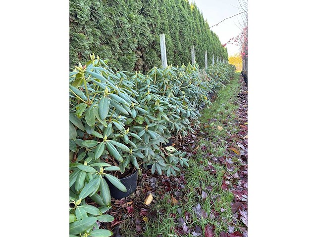 Rhododendron - groenblijvende boom (3x) - afbeelding 2 van  2
