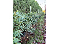 Rhododendron - groenblijvende boom (3x) - afbeelding 2 van  2