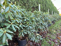Rhododendron - meerstammige boom (3x) - afbeelding 1 van  2