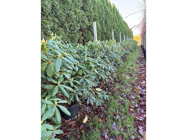 Rhododendron - meerstammige boom (3x) - afbeelding 2 van  2