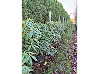 Rhododendron - meerstammige boom (3x) - afbeelding 2 van  2