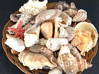 Rieten mand met schelpen - afbeelding 2 van  5