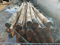 Robinia palen ø 140-160mm geschild en gepunt - 4500mm. - afbeelding 4 van  5