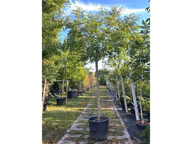 Rode acacia, robinia 'casque rouge', dakboom, rozerode bloei, ca. 220 cm stamhoogte - afbeelding 1 van  2