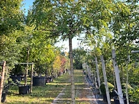 Rode acacia, robinia 'casque rouge', dakboom, rozerode bloei, ca. 220 cm stamhoogte
