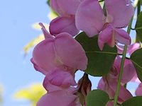 Rode acacia, robinia 'casque rouge', dakboom, rozerode bloei, ca. 220 cm stamhoogte - afbeelding 2 van  2