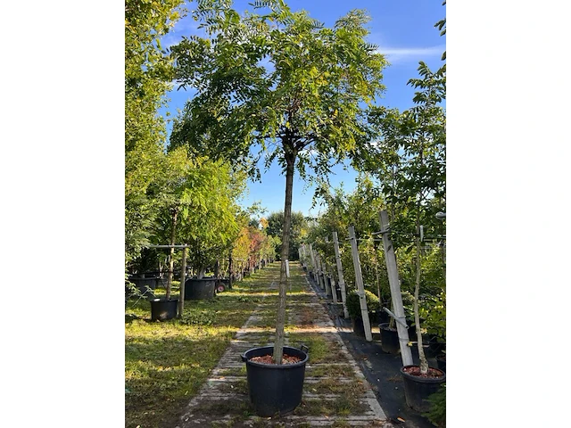 Rode acacia, robinia 'casque rouge', dakboom, rozerode bloei, ca. 220 cm stamhoogte - afbeelding 1 van  2