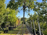 Rode acacia, robinia 'casque rouge', dakboom, rozerode bloei, ca. 220 cm stamhoogte
