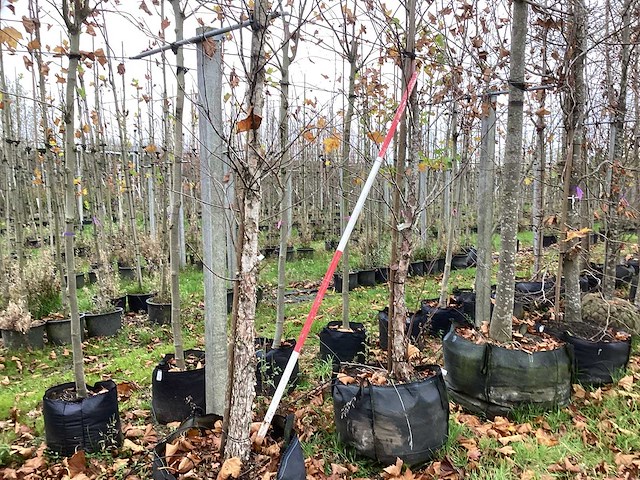 Rode berk - parkboom (2x) - afbeelding 1 van  3