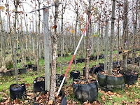 Rode berk - parkboom (2x) - afbeelding 1 van  3