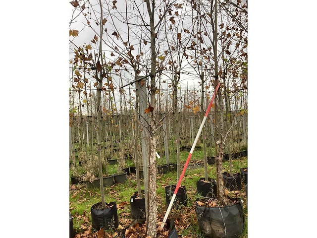 Rode berk - parkboom (2x) - afbeelding 2 van  3