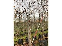 Rode berk - parkboom (2x) - afbeelding 2 van  3