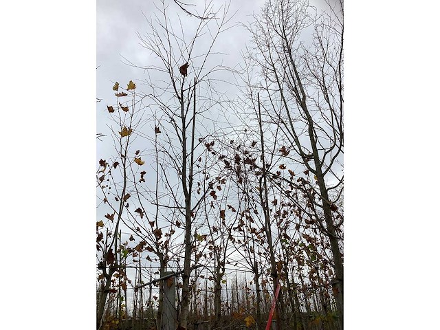 Rode berk - parkboom (2x) - afbeelding 3 van  3