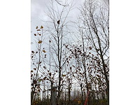 Rode berk - parkboom (2x) - afbeelding 3 van  3