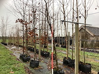 Rode beuk - laanboom (2x)