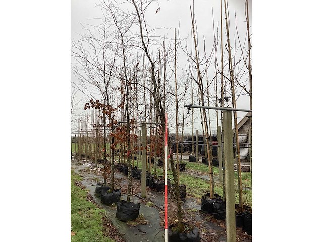 Rode beuk - laanboom (2x) - afbeelding 2 van  3