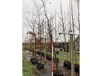 Rode beuk - laanboom (2x) - afbeelding 2 van  3