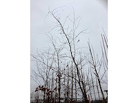 Rode beuk - laanboom (2x) - afbeelding 3 van  3