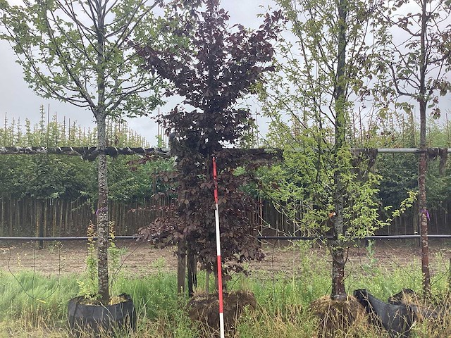 Rode beuk - laanboom - afbeelding 1 van  2