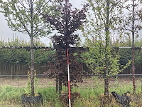 Rode beuk - laanboom - afbeelding 1 van  2