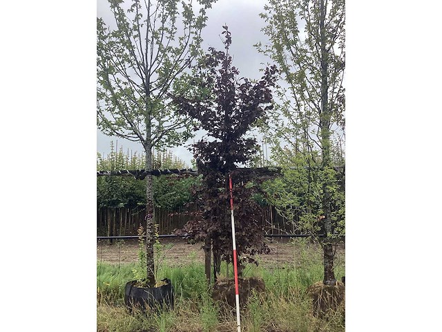 Rode beuk - laanboom - afbeelding 2 van  2