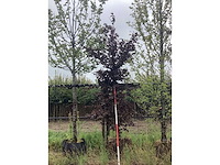 Rode beuk - laanboom - afbeelding 2 van  2