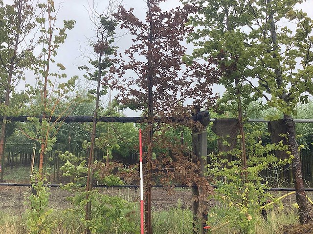 Rode beuk - laanboom - afbeelding 1 van  2