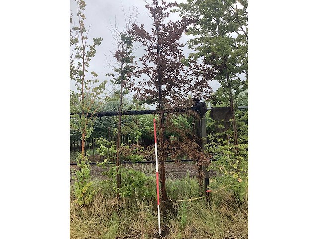 Rode beuk - laanboom - afbeelding 2 van  2