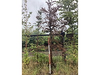 Rode beuk - laanboom - afbeelding 2 van  2