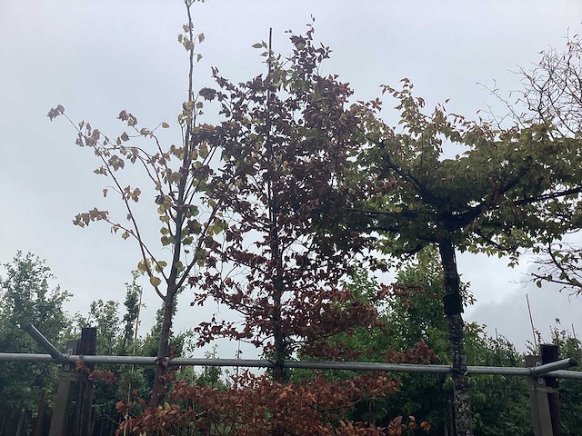 Rode beuk - laanboom - afbeelding 1 van  2