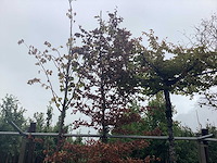 Rode beuk - laanboom - afbeelding 1 van  2