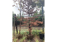 Rode beuk - laanboom - afbeelding 2 van  2