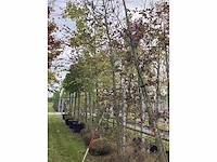 Rode beuk - laanboom - afbeelding 2 van  3