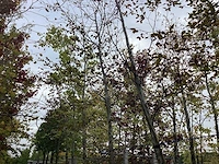 Rode beuk - laanboom