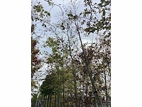 Rode beuk - laanboom - afbeelding 1 van  3