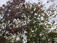 Rode beuk - laanboom