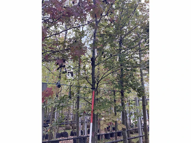 Rode beuk - laanboom - afbeelding 3 van  3