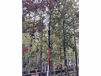 Rode beuk - laanboom - afbeelding 3 van  3