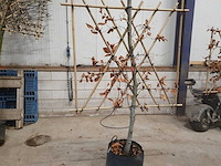 Rode beuk - leiboom (3x) - afbeelding 1 van  3