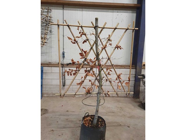 Rode beuk - leiboom (3x) - afbeelding 2 van  3