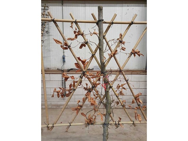 Rode beuk - leiboom (3x) - afbeelding 3 van  3