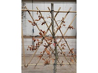 Rode beuk - leiboom (3x) - afbeelding 3 van  3