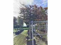 Rode beuk - leiboom - afbeelding 2 van  2